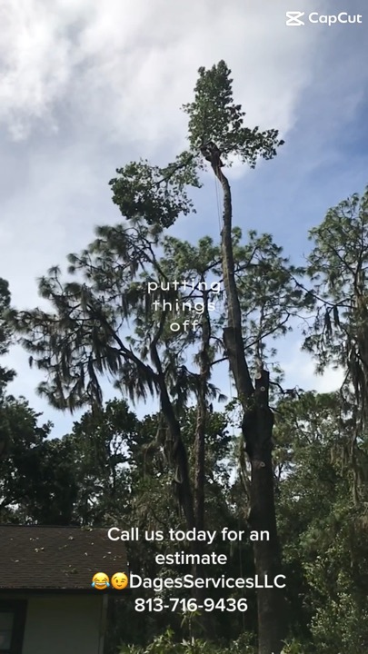 Pine takedown