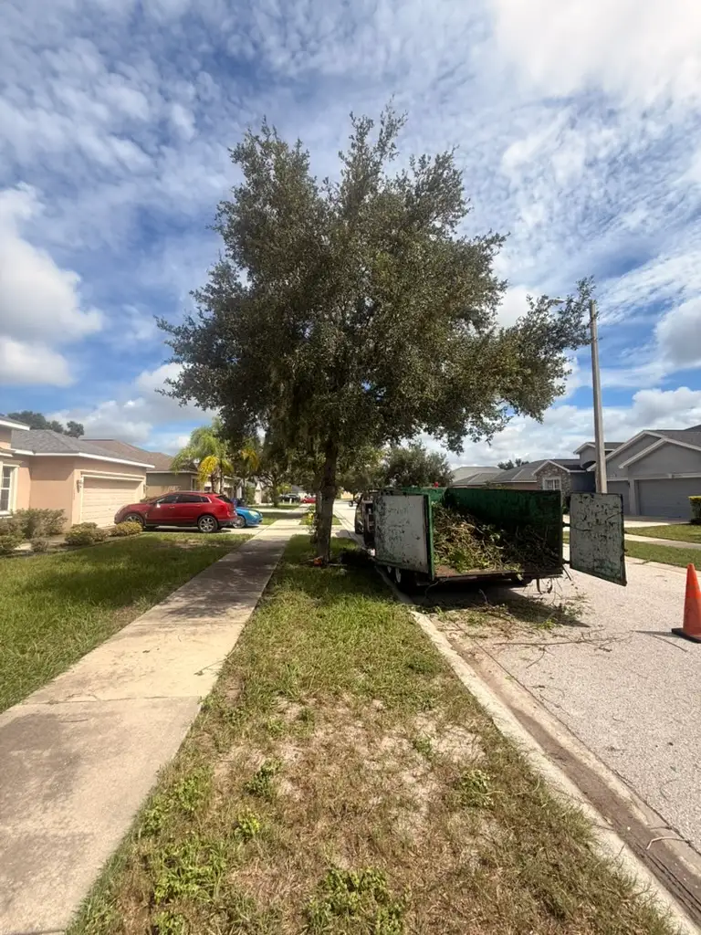Street tree trimming