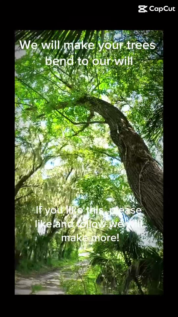 Tree trimming and removal in plant city, the customer left us a 5 star revoew