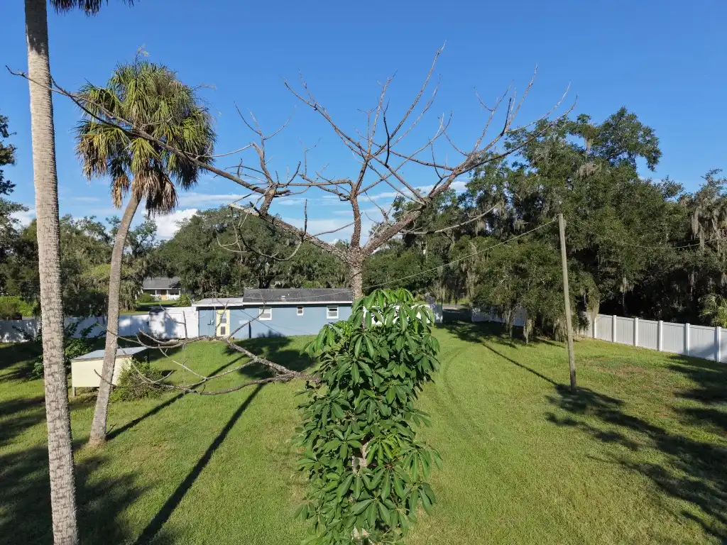 Dead tree